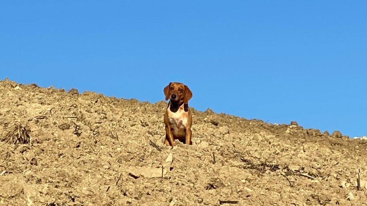 Michele Serra: “Che strazio, il mio cane Osso sbranato dai lupi sull'Appennino”