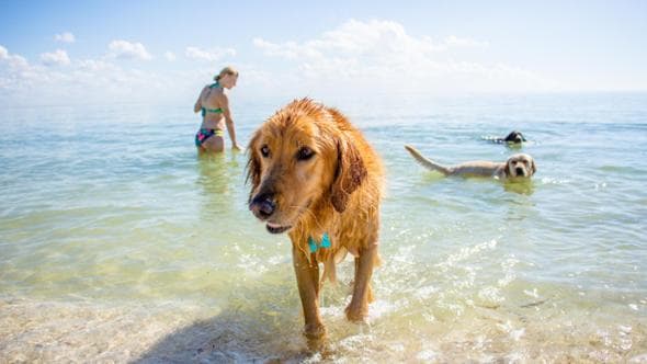 In spiaggia con l’amico a quattro zampe: i lidi dog-friendly da mettere in agenda
