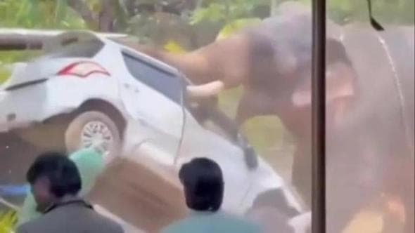 Elefante incatenato semina il panico in un tempio indiano: auto alzate come giocattoli